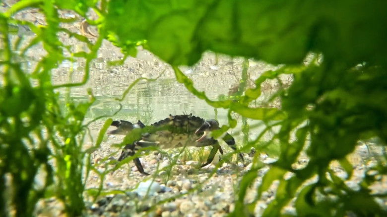 кадр из фильма Le grand cirque des marées