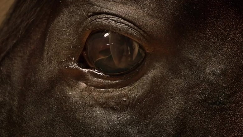 кадр из фильма Orphan Horse