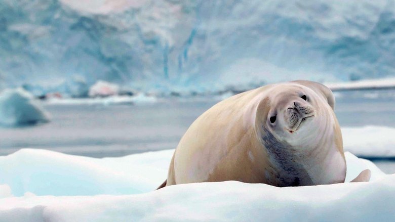 кадр из фильма Antártica: En Búsqueda de la Adaptación