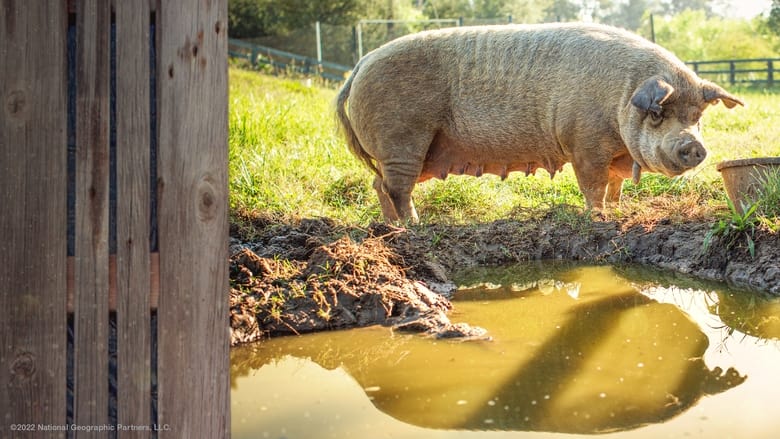 кадр из фильма The Biggest Little Farm: The Return