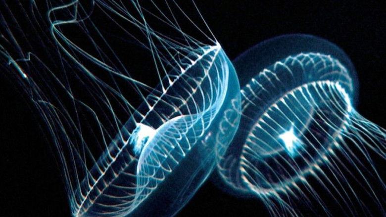 кадр из фильма Голубая бездна