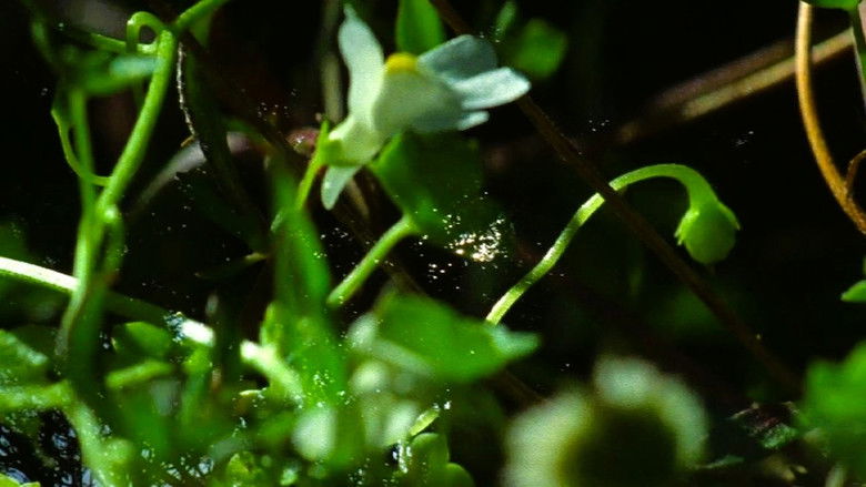 кадр из фильма Love's Refrain