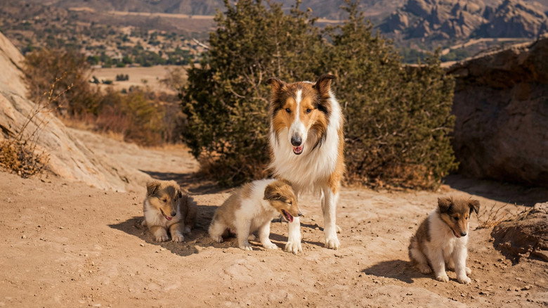 кадр из фильма Lassie: The Miracle