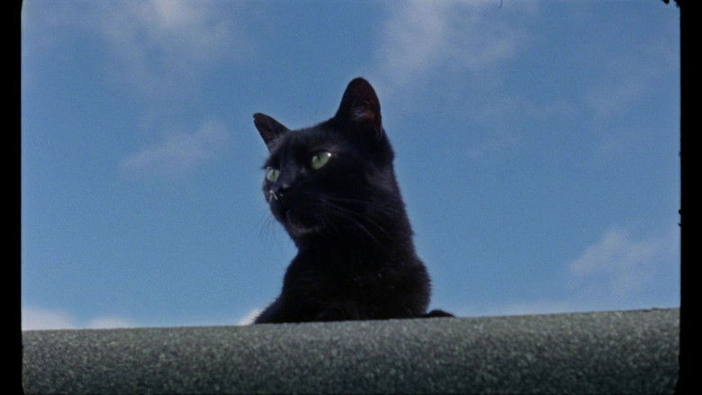 кадр из фильма Melnais samts