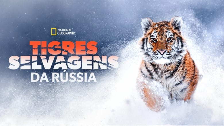 кадр из фильма Дикие тигры России