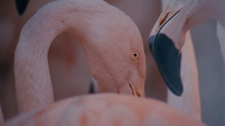 кадр из фильма Monólogo colectivo