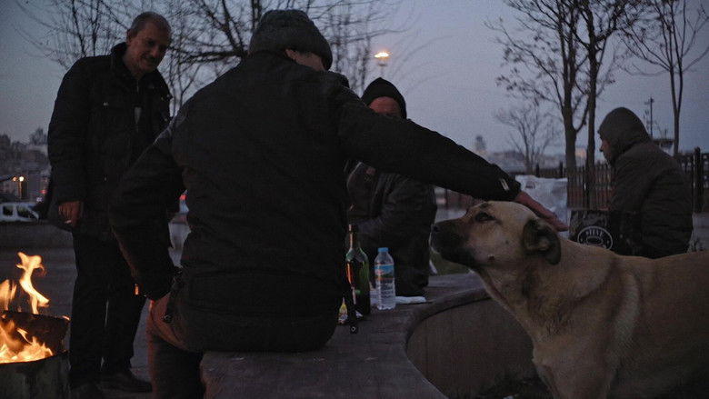 кадр из фильма Stray