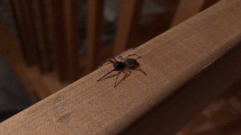 кадр из фильма The Arachnophobe