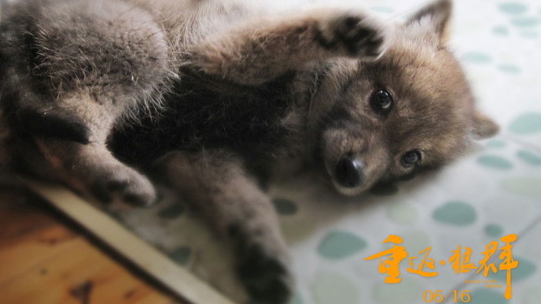 кадр из фильма 重返·狼群