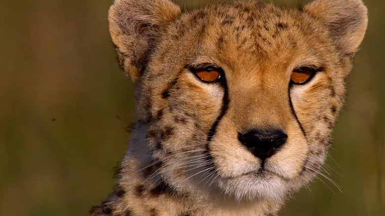 кадр из фильма Африканские кошки: Королевство смелых