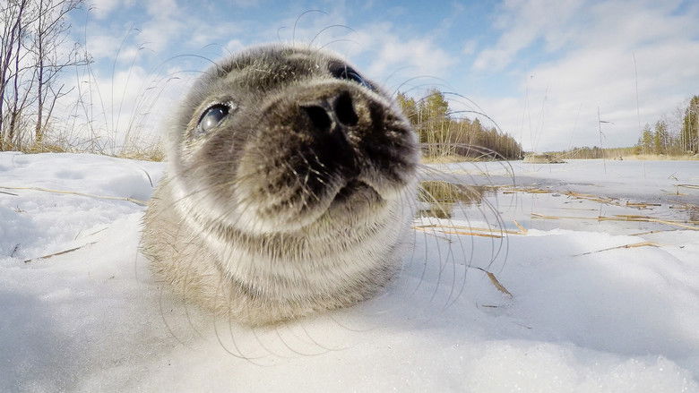 кадр из фильма Norppamiehen testamentti