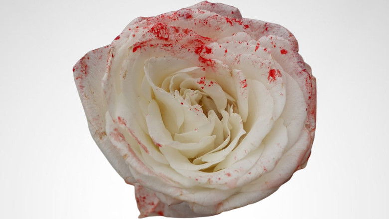 кадр из фильма Roses and Thorns