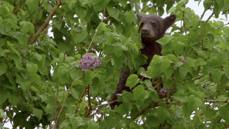 кадр из фильма L'Ourse Noire et le Bout du Monde