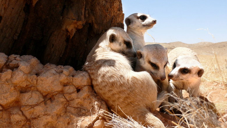 кадр из фильма Clan of the Meerkat