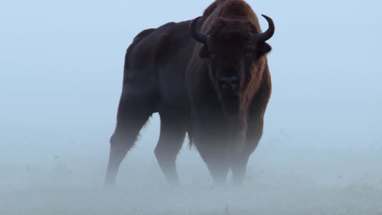 кадр из фильма Le Bison d'Europe, colosse de la forêt