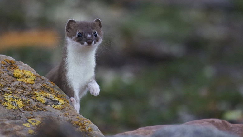 кадр из фильма Weasels: Feisty and Fearless