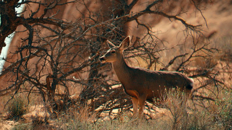 кадр из фильма Edward Abbey, naturellement subversif !