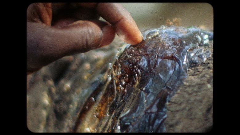 кадр из фильма Amílcar