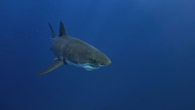 кадр из фильма Lost Sharks of Easter Island