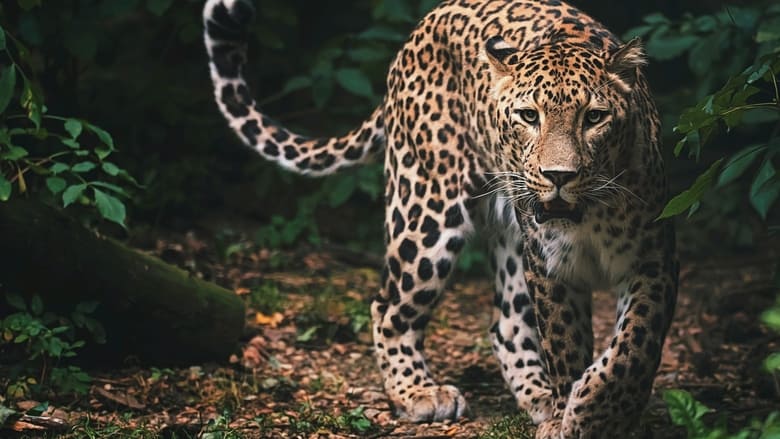 Sri Lanka: Leopard Dynasty