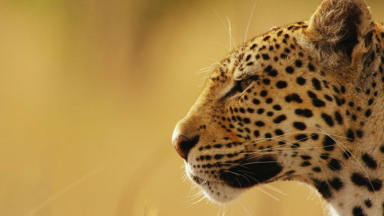 кадр из фильма Africa's Big Five