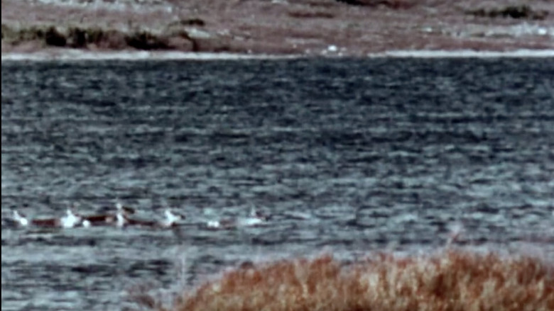 кадр из фильма Netsilik Eskimo, II: At the Caribou Crossing Place