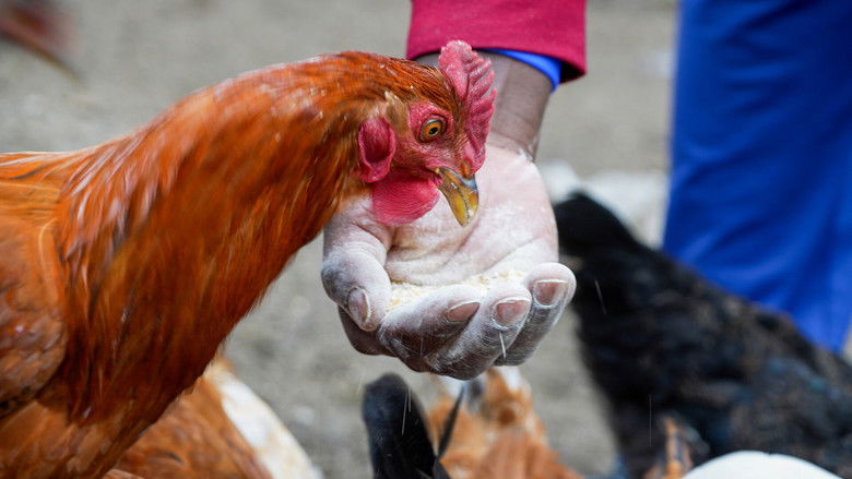 кадр из фильма Թեղուտցի Սիլվենը