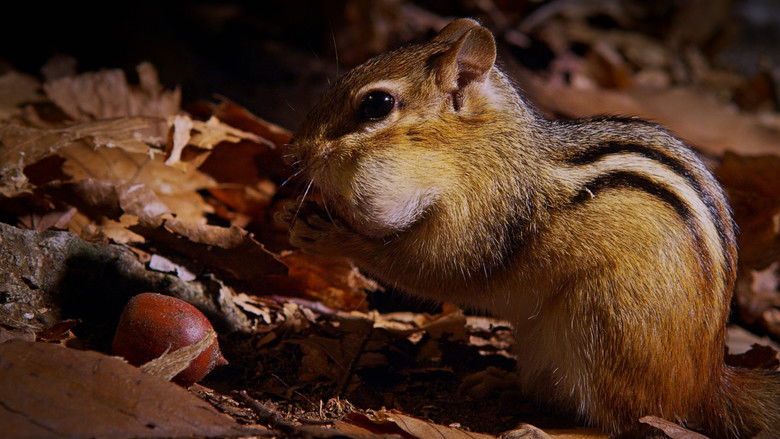 кадр из фильма BBC Маленькие Гиганты