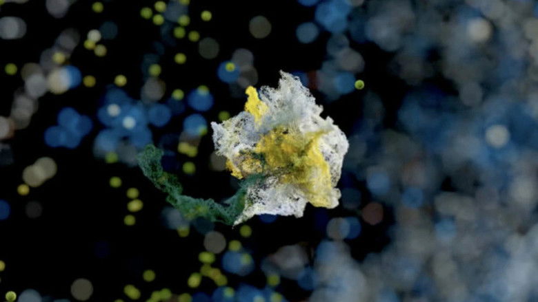 кадр из фильма Aksidentalisht shkela një lule