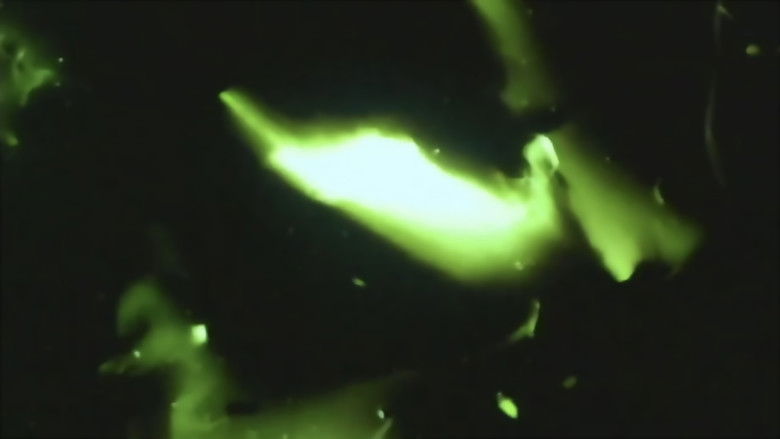 кадр из фильма Song of the Firefly