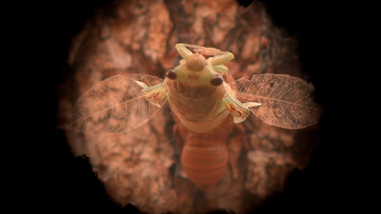 кадр из фильма Chicha la chicharra