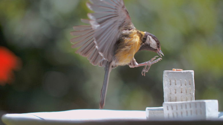 кадр из фильма Mes voisins sauvages