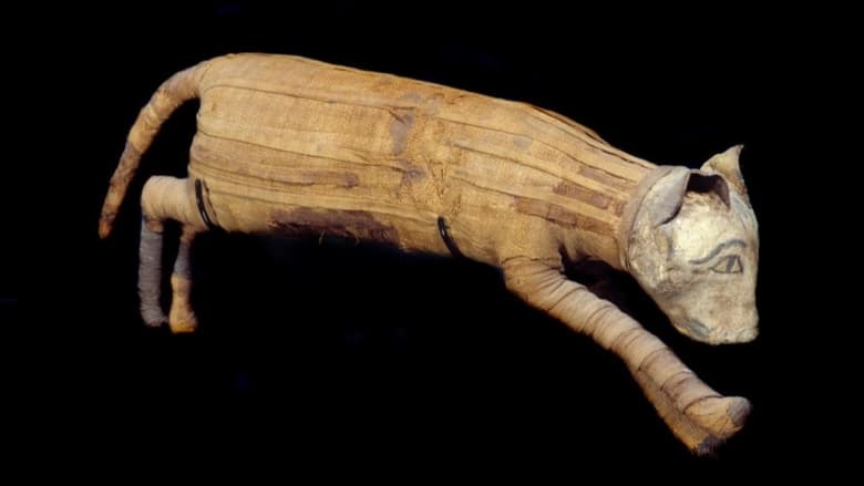 кадр из фильма Égypte : les momies de compagnie