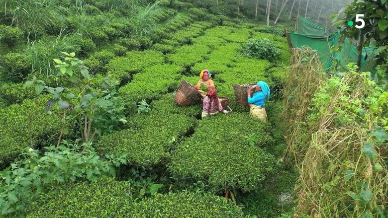 кадр из фильма Les Maîtres du thé