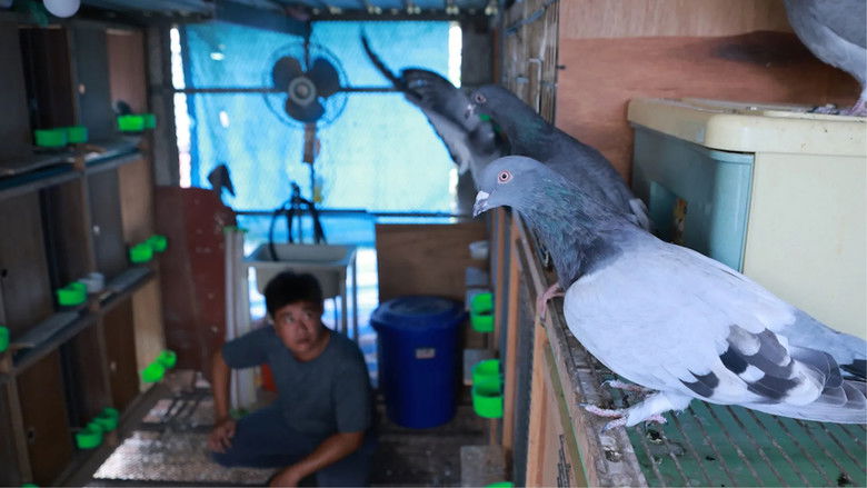 кадр из фильма 揹笭的粉鳥