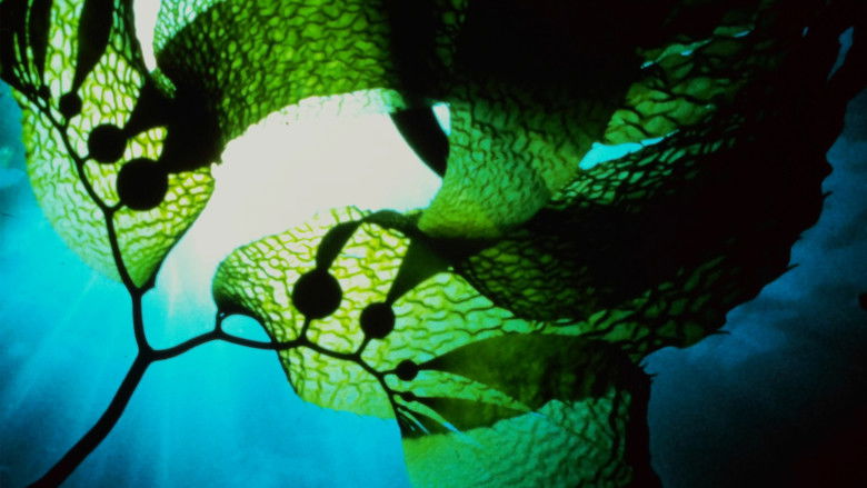 кадр из фильма Seaweed Stories
