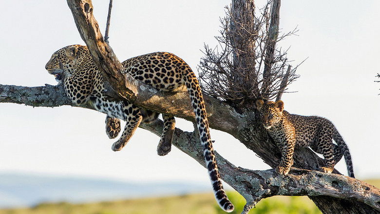 кадр из фильма Die Leopardin