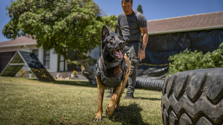 кадр из фильма Клык 2: Город волков