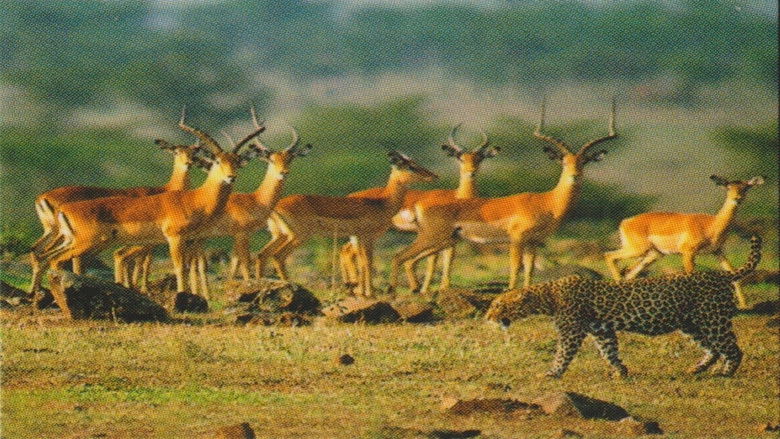 кадр из фильма Natural Killers Predators Close Up: Kalahari Supercat