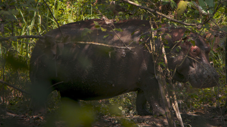 кадр из фильма Pepe