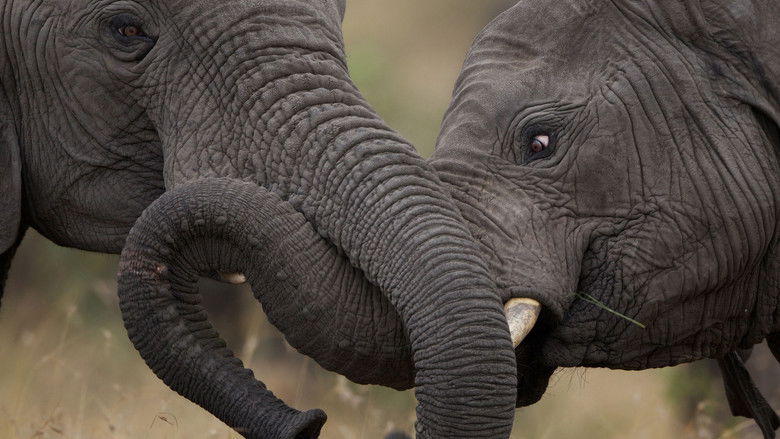 кадр из фильма Symphony for Our World