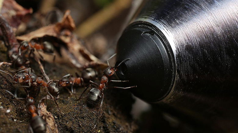 кадр из фильма Attenborough and the Empire of the Ants