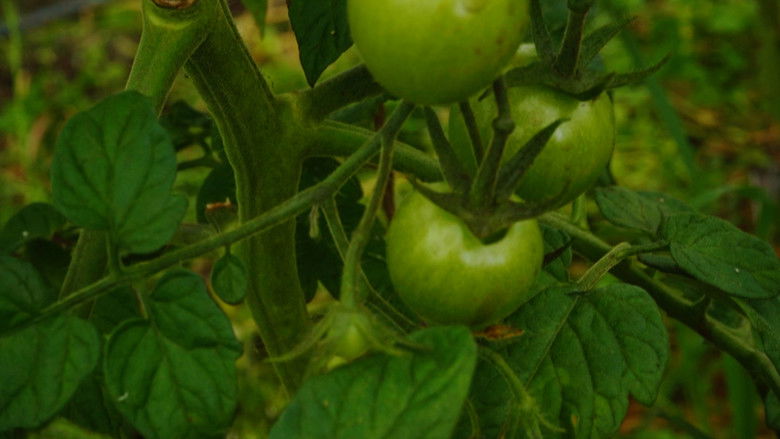 кадр из фильма The Happy Pear: Living Like You're Going To Die