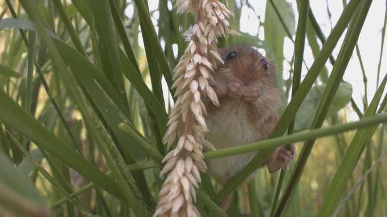 кадр из фильма Aélia, la souris des moissons