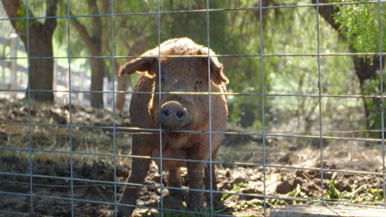 кадр из фильма The Biggest Little Farm