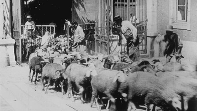 кадр из фильма Moutons entrant à l'abattoir