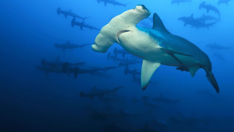 кадр из фильма Sharkcano: Hawaii