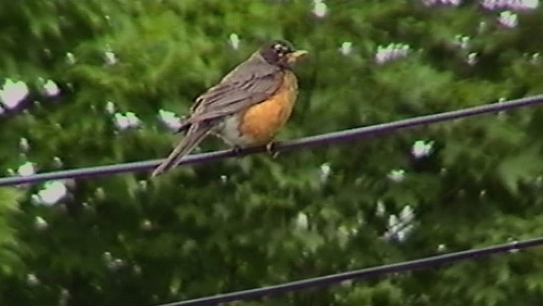 кадр из фильма The Birds Tell Me All There Is To Know