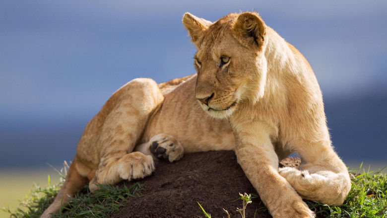 кадр из фильма Lion: The Rise and Fall of the Marsh Pride