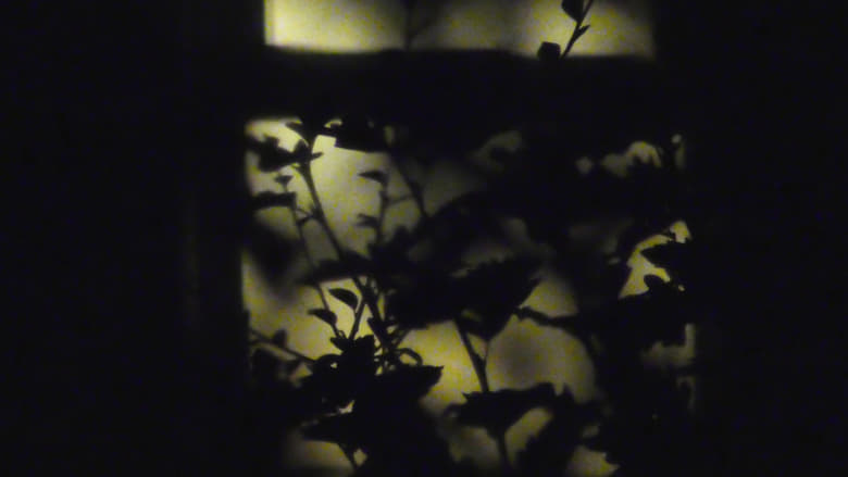 кадр из фильма [D R E A M V A L L E Y]